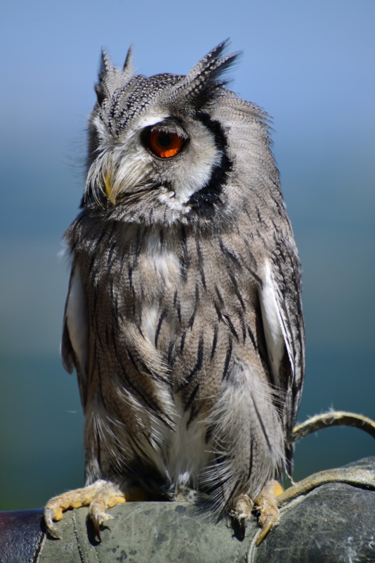 Falknerei-Potzberg-21