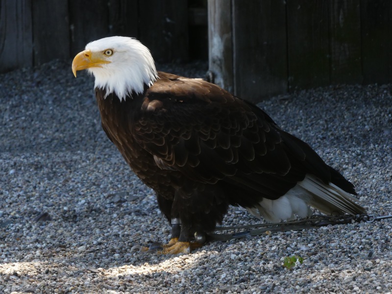 Falknerei-Potzberg-52