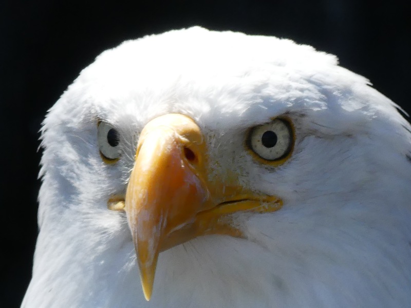 Falknerei-Potzberg-53