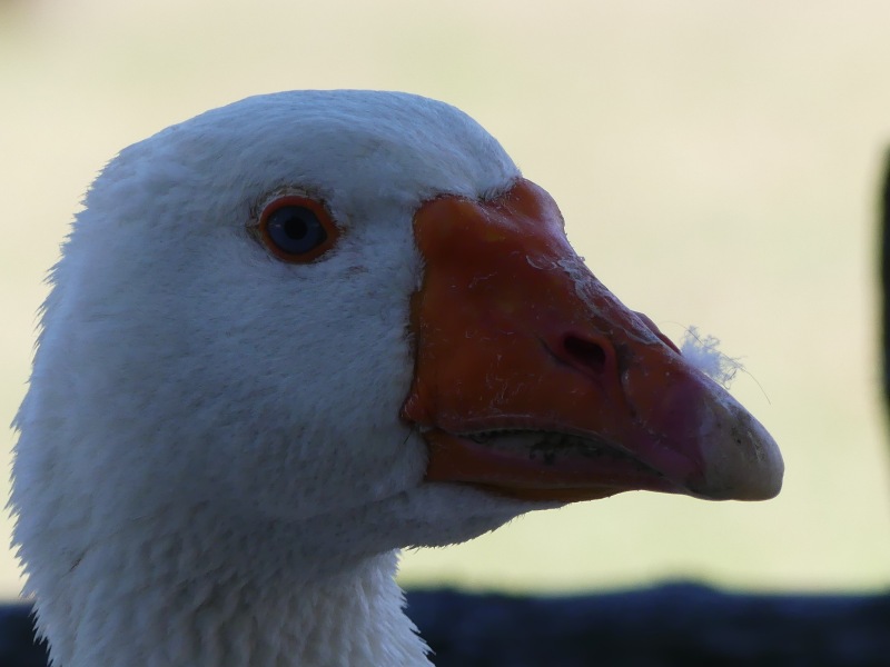 Falknerei-Potzberg-54