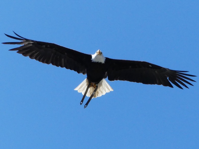 Falknerei-Potzberg-55