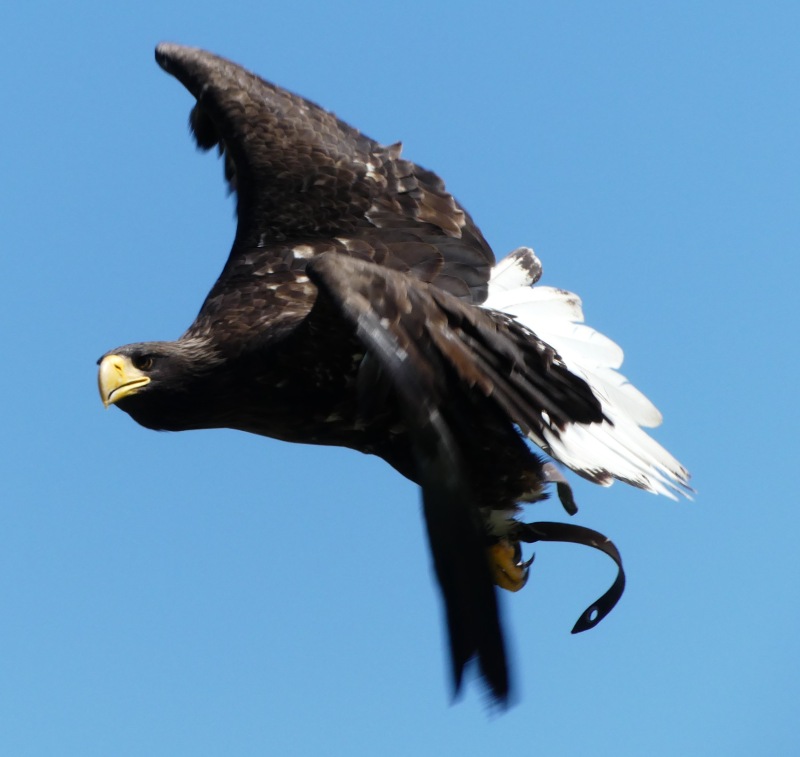 Falknerei-Potzberg-56