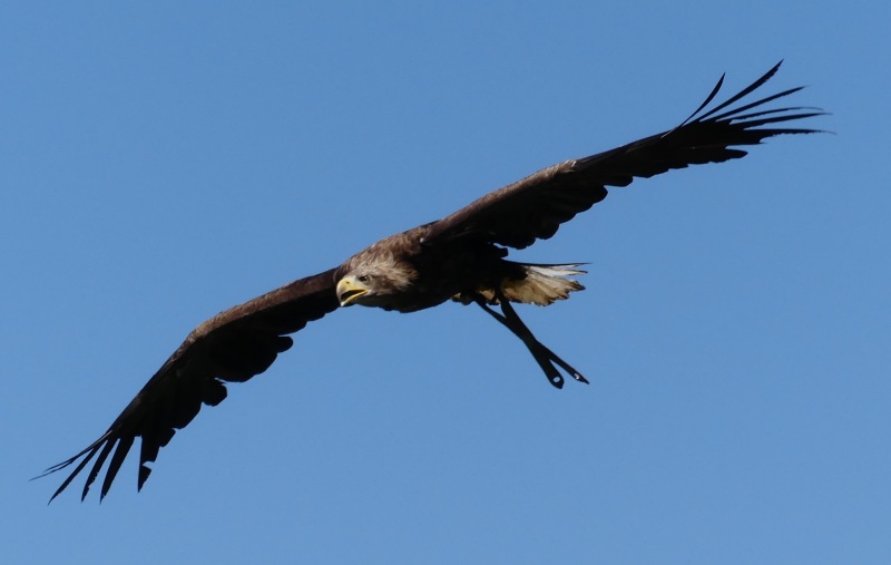 Falknerei-Potzberg-57