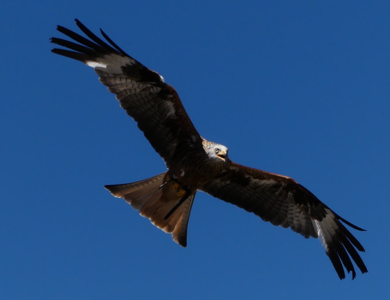 Falknerei-Potzberg-59