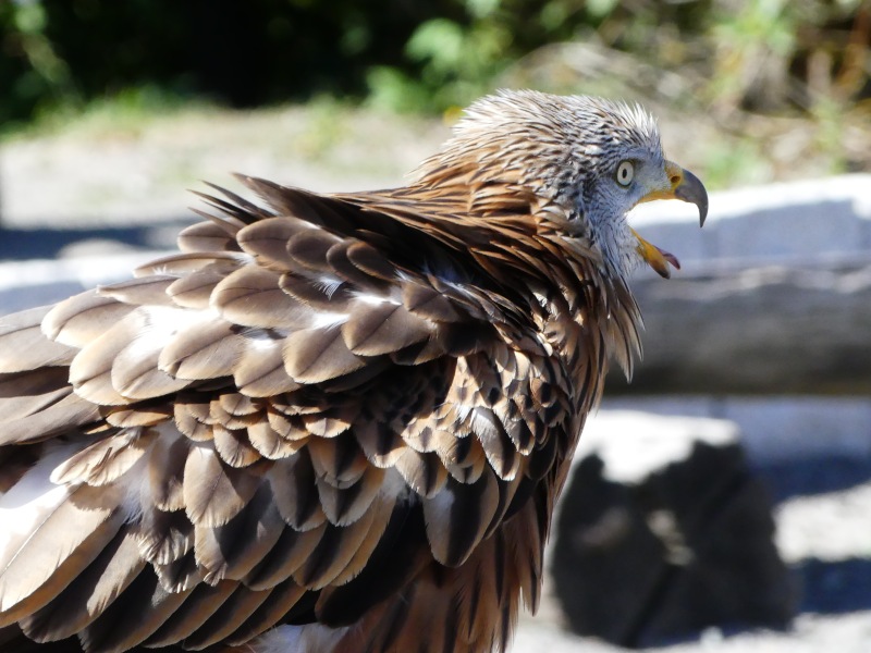 Falknerei-Potzberg-60