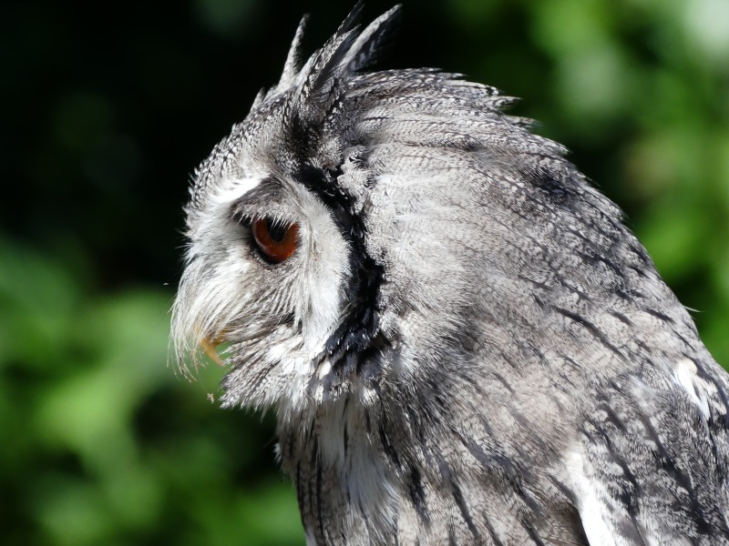 Falknerei-Potzberg-61