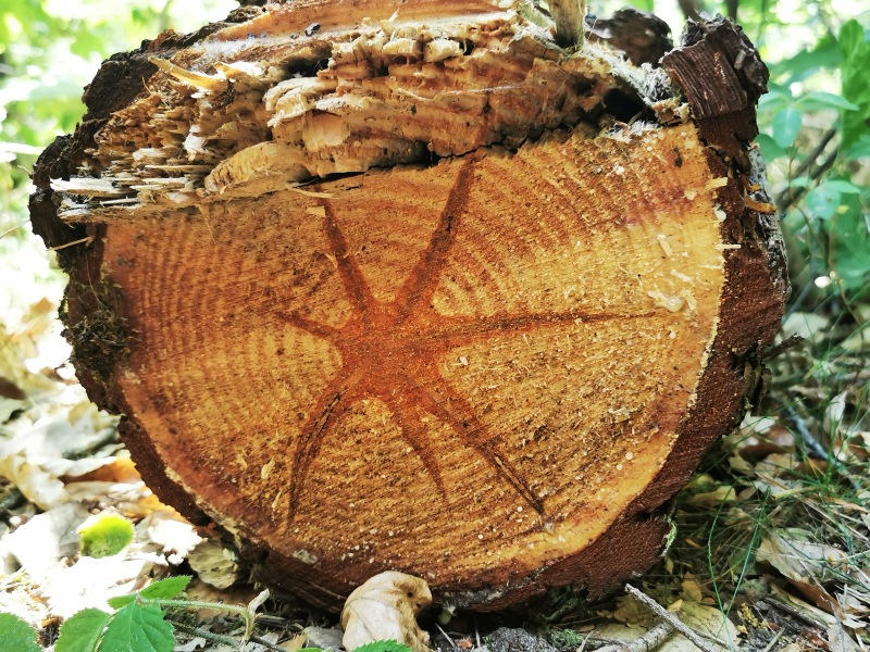 Holzstern