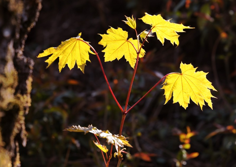 Herbstblaetter